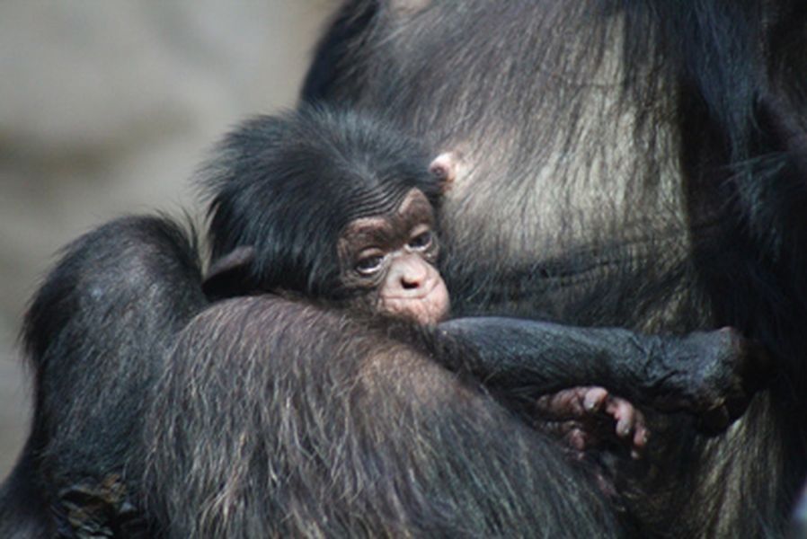 Pierwszy szympans urodzony w naszym ZOO otrzymał imię Tytus!