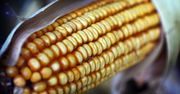 Suszona żółta kukurydza