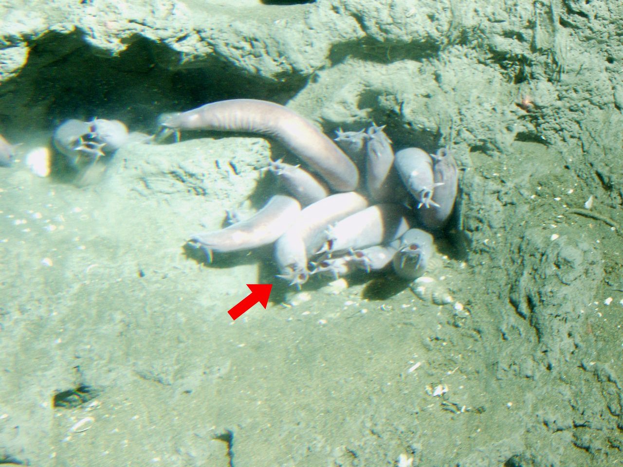 Hagfish - illustrative photo