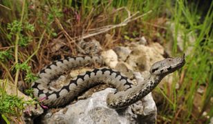 Żmije nosorogie w Chorwacji. To najbardziej jadowity gatunek w Europie