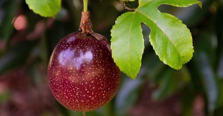 Nazywają ją owocem męczennicy. Pomaga schudnąć i unikać chorób