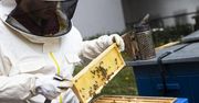 Wielkopolska: Dwa miliony złotych wsparcia dla pszczelarzy