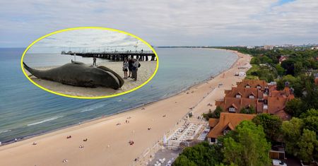 Nietypowy widok na sopockiej plaży. Zaskakująca promocja serialu