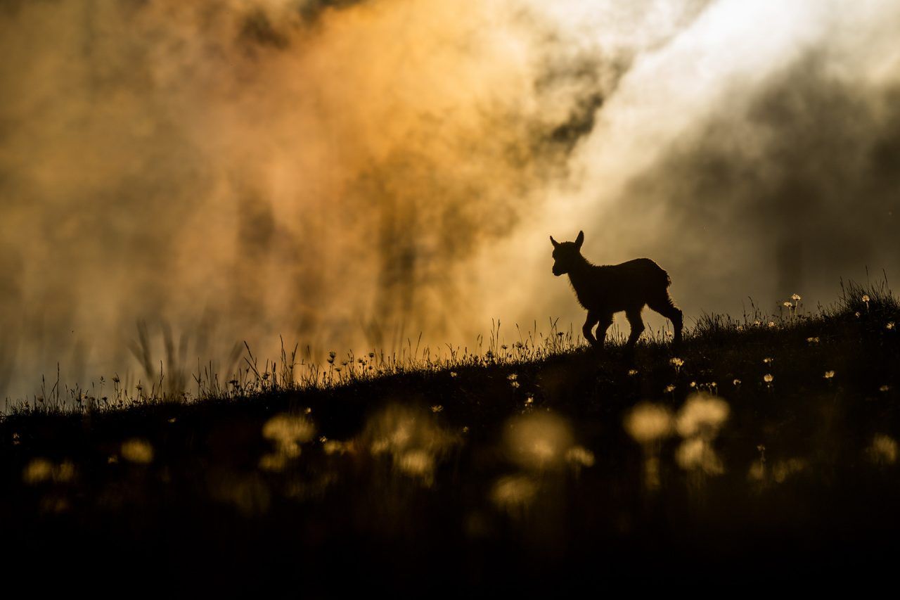 Nature Photographer of the Year 2021. Oto najlepsze zdjęcia przyrodnicze minionego roku 14