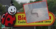 Pojawił się w Biedronce. Pełzał między lodówkami