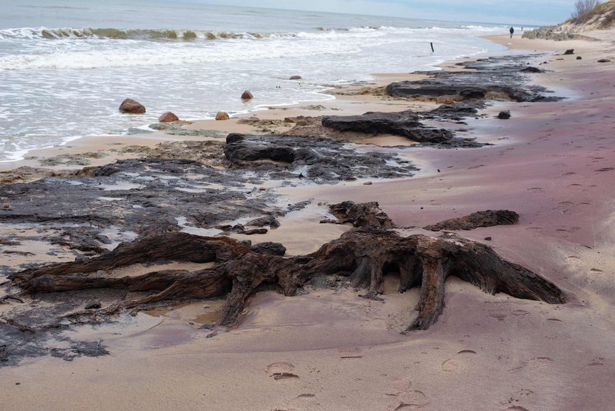 Morze odsłoniło prawdopodobnie pozostałości pradawnej puszczy, która kiedyś porastała te tereny