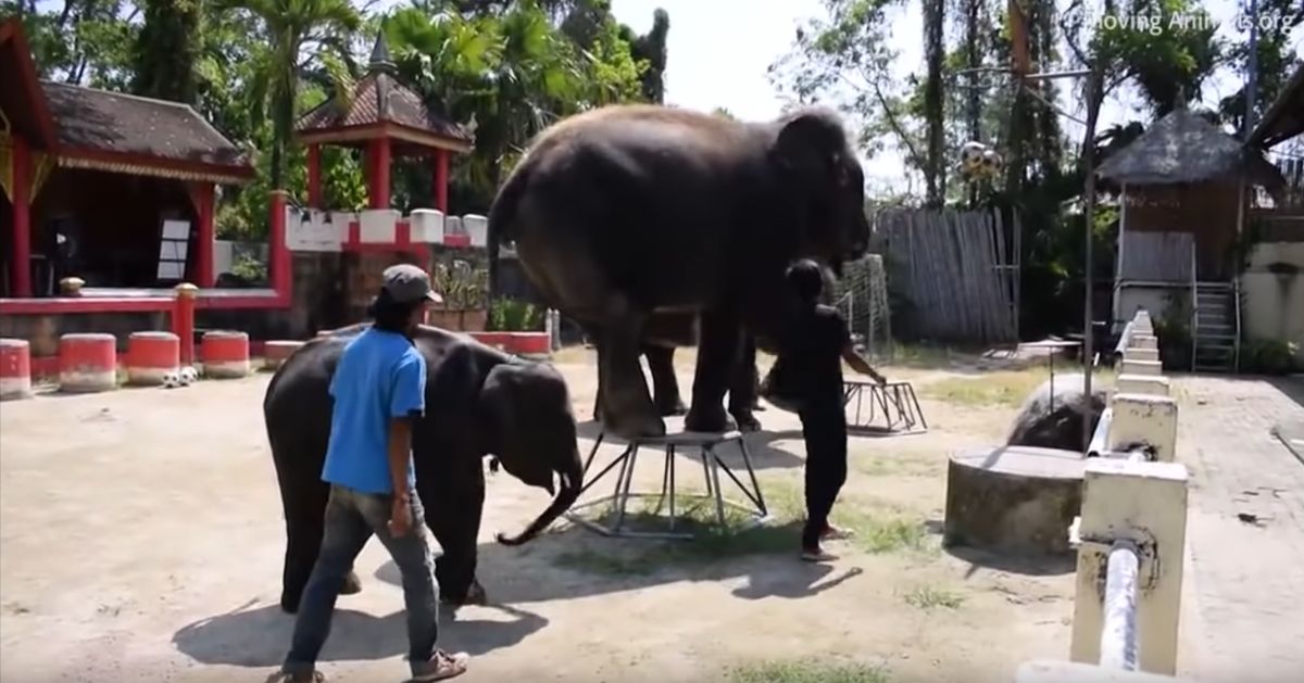 Dramat słonia w zoo na Phuket. Aktywiści apelują do turystów