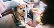 Chcesz iść z psem do restauracji? Oto co mówią przepisy i sanepid