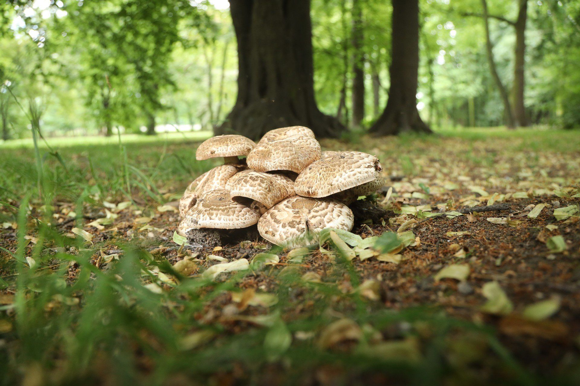 Delikatna i aromatyczna, a jednak łatwo ją pomylić ze śmiertelnym muchomorem - zobacz, jak rozpoznać prawdziwą królową polskich łąk i polan.