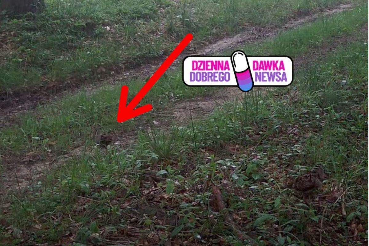 Większość nigdy nie zobaczy. Ale niespodzianka w lesie. Wytężcie wzrok