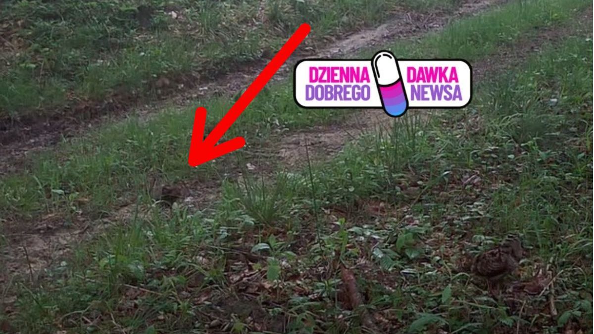 Leśnicy pokazali tajemniczego mieszkańca lasu