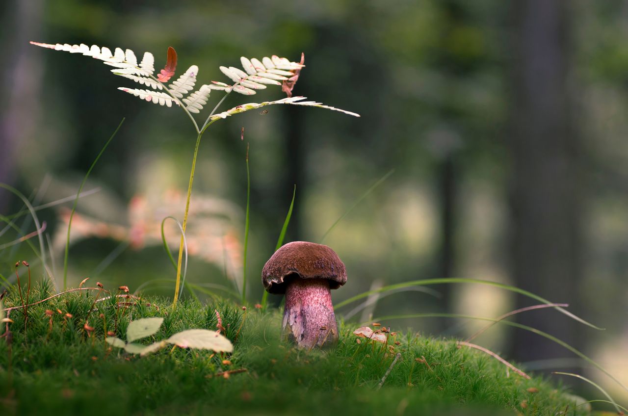 Boletus luridiformis