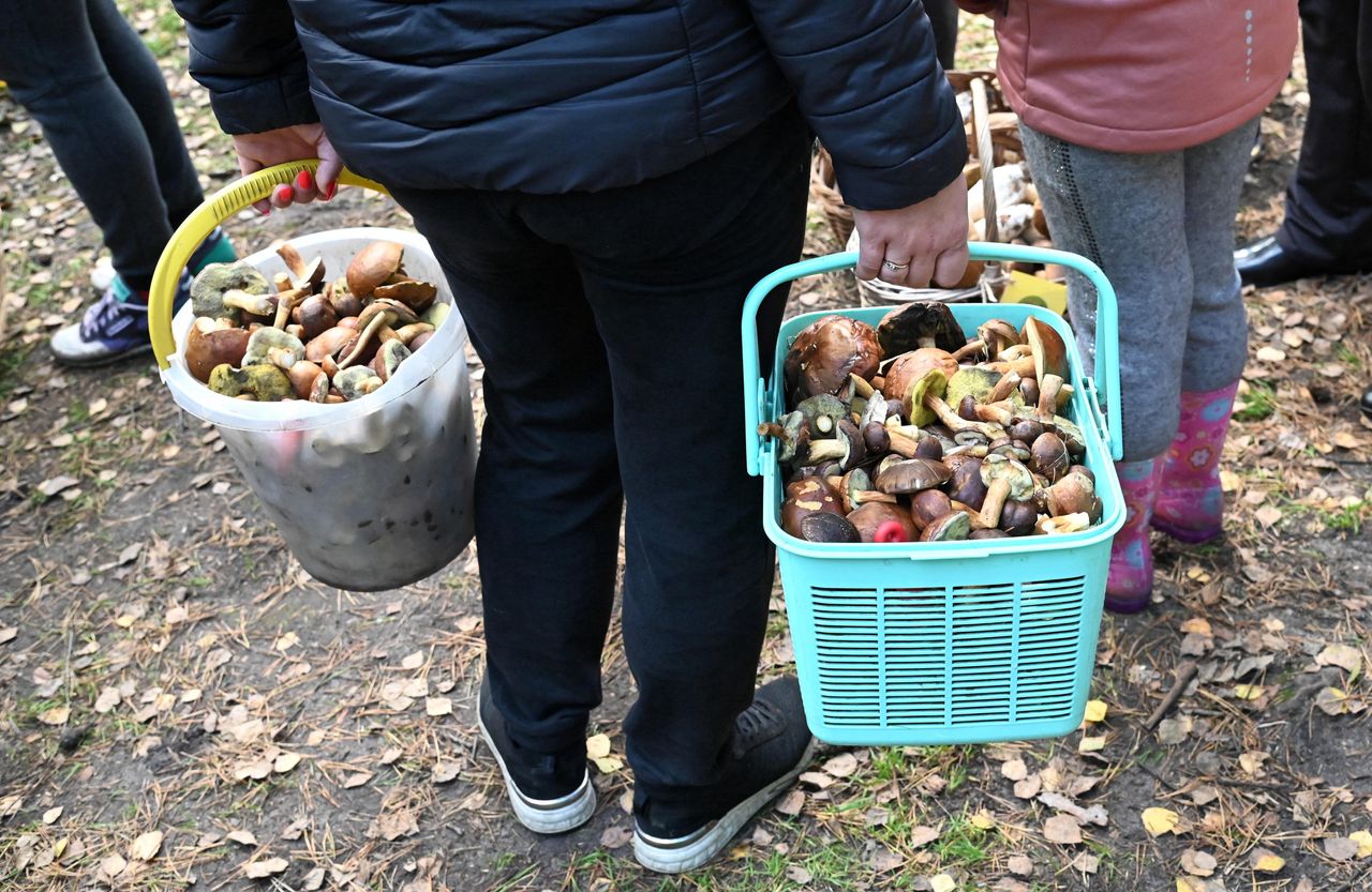 Wybierasz się na grzyby? Uważaj, bo możesz zapłacić mandat