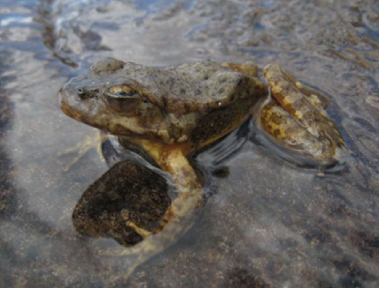 A frog in the advanced stage of chytridiomycosis, illustrative photograph