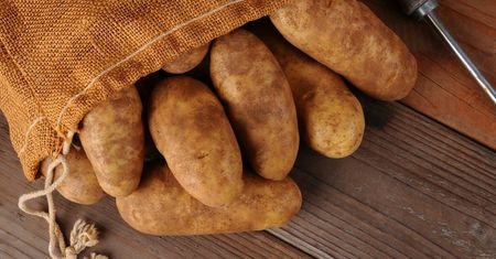 Surowe ziemniaki Russet Burbank ze skórką