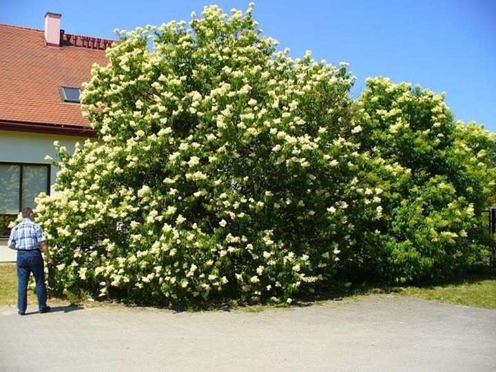 Ogród Botaniczny w Powsinie chwali się gigantycznym lilakiem