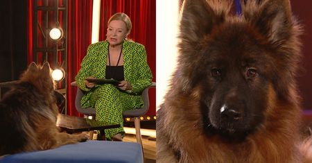 Tymczasem w TVP wyemitowali... WYWIAD Z PSEM! "Odpowiadał" nawet na pytania