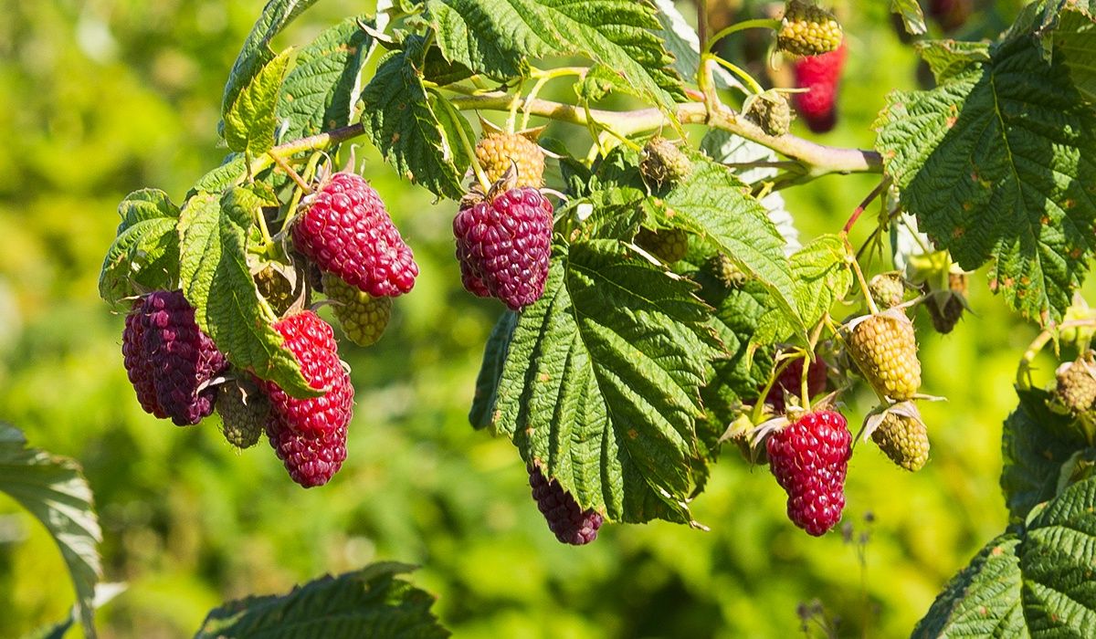 Podbija Polskę. Ma smak maliny i jeżyny. Daje bardzo dużo owoców
