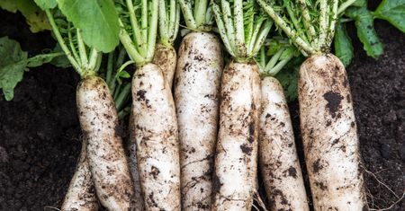 Może ważyć nawet 2 kg i świetnie podkręca trawienie. Japończycy jedzą na potęgę