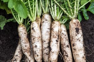 Może ważyć nawet 2 kg i świetnie podkręca trawienie. Japończycy jedzą na potęgę