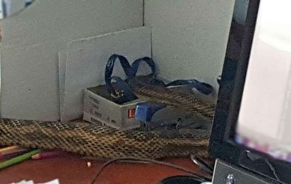 Dwumetrowy wąż w mieszkaniu. "Ukrył się za szafką"