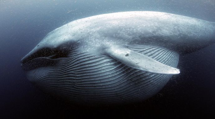 Wieloryby pamiętają harpuny