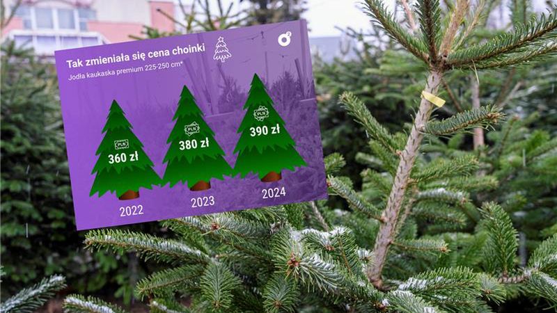 Tak zmieniają się ceny choinek w Polsce. Dlaczego?