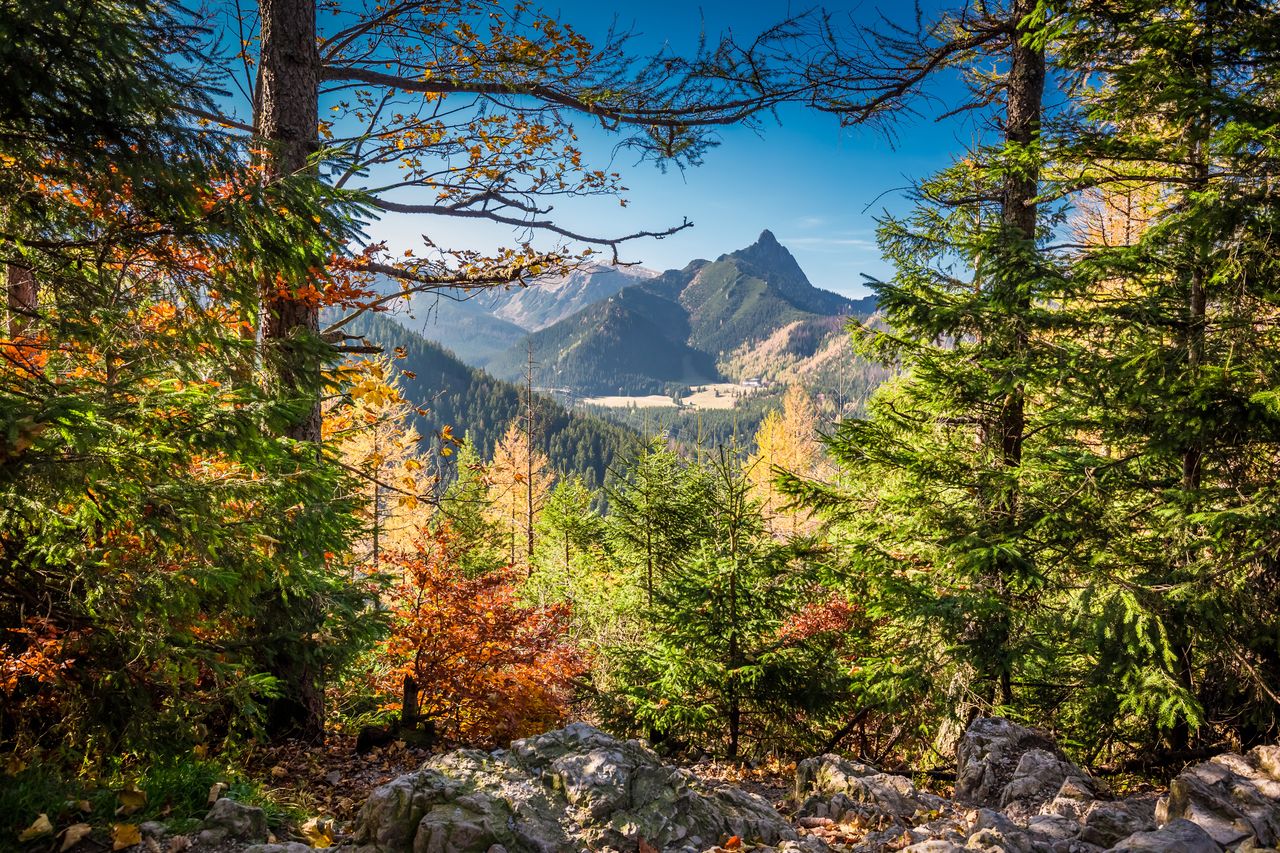 W Tatry wkroczyła jesień. Słychać ryki, a borówki szybko znikają