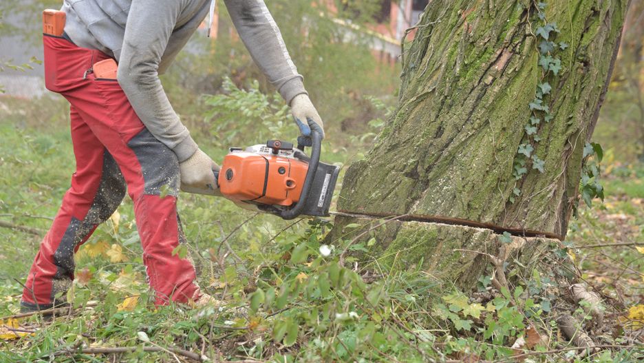 cutting tree, pilarka, jardin, wycinka, men at work, ogrodniczka, bory, pracy, drewna, drwal, ogrodnictwo, gras, lud, drewno, trawnik, budowa, charakter, graty, dzienniki