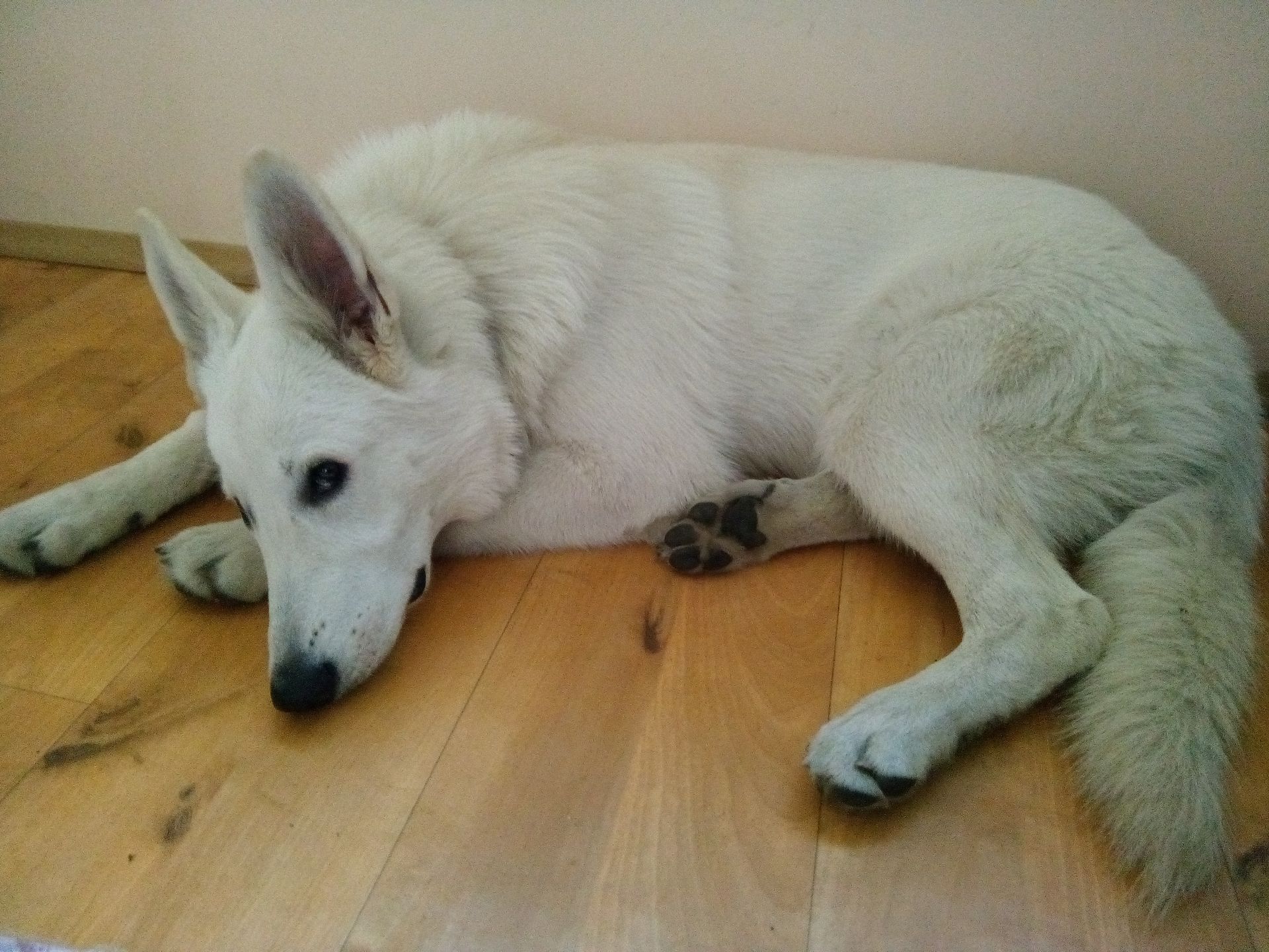 Smartfon Bluboo Xtouch – test udanego kompromisu ceny i możliwości 13