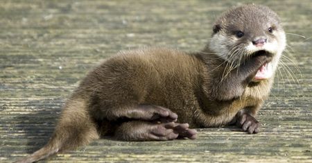 W Nowy Rok zobaczymy alfę Otter Browser — modułowej przeglądarki inspirowanej starą Operą