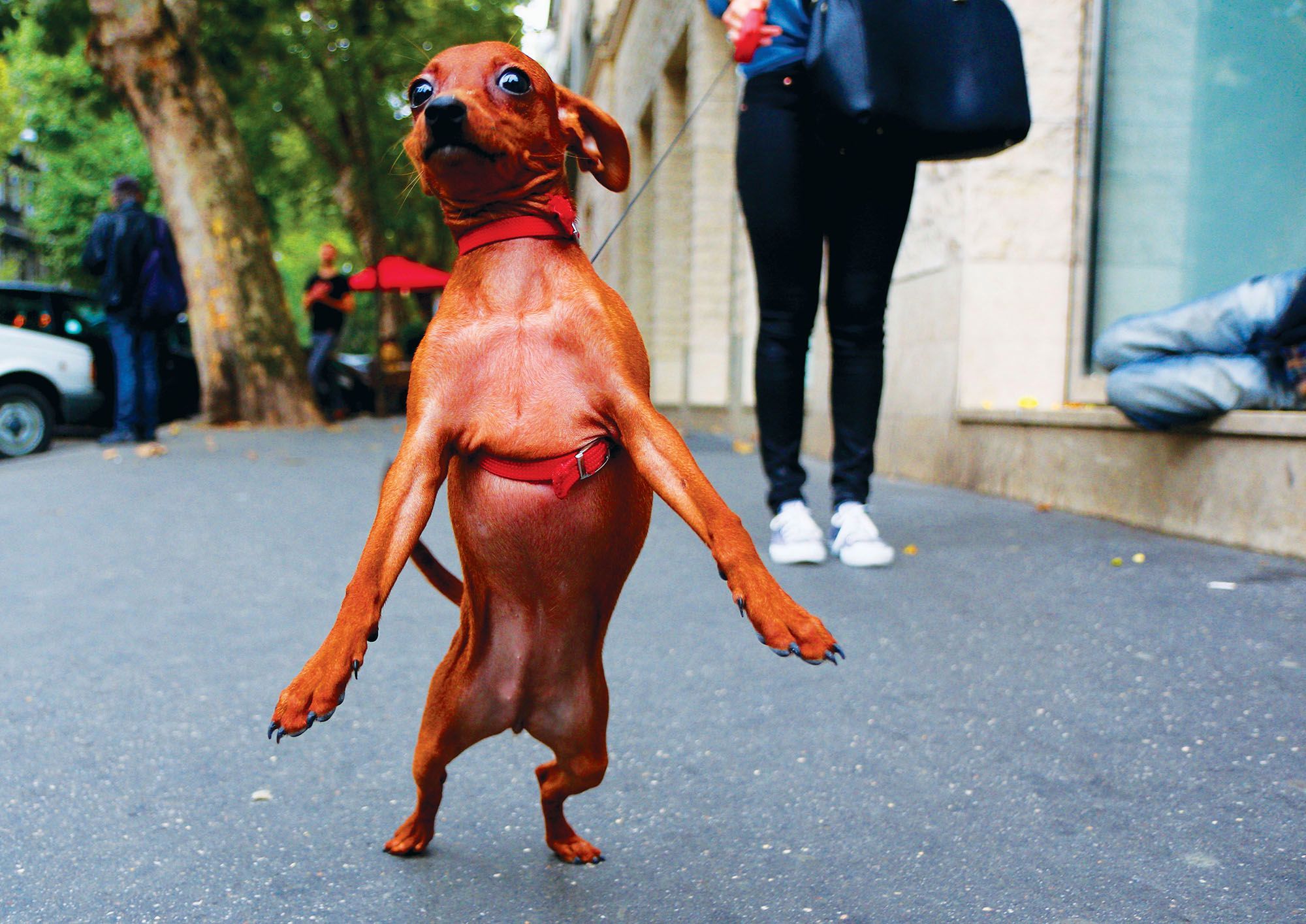 Fotografia uliczna z psami w roli głównej. Chris Porsz opowiada o "Barking" 9