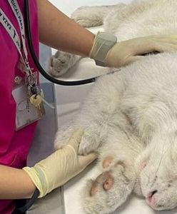 Niezwykle rzadki biały tygrys odnaleziony na śmietniku. Miał połamane 33 kości