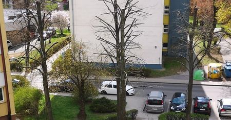 Nielegalna przycinka drzew przy ul. Kuronia. Ratusz: powiadomimy o tym policję
