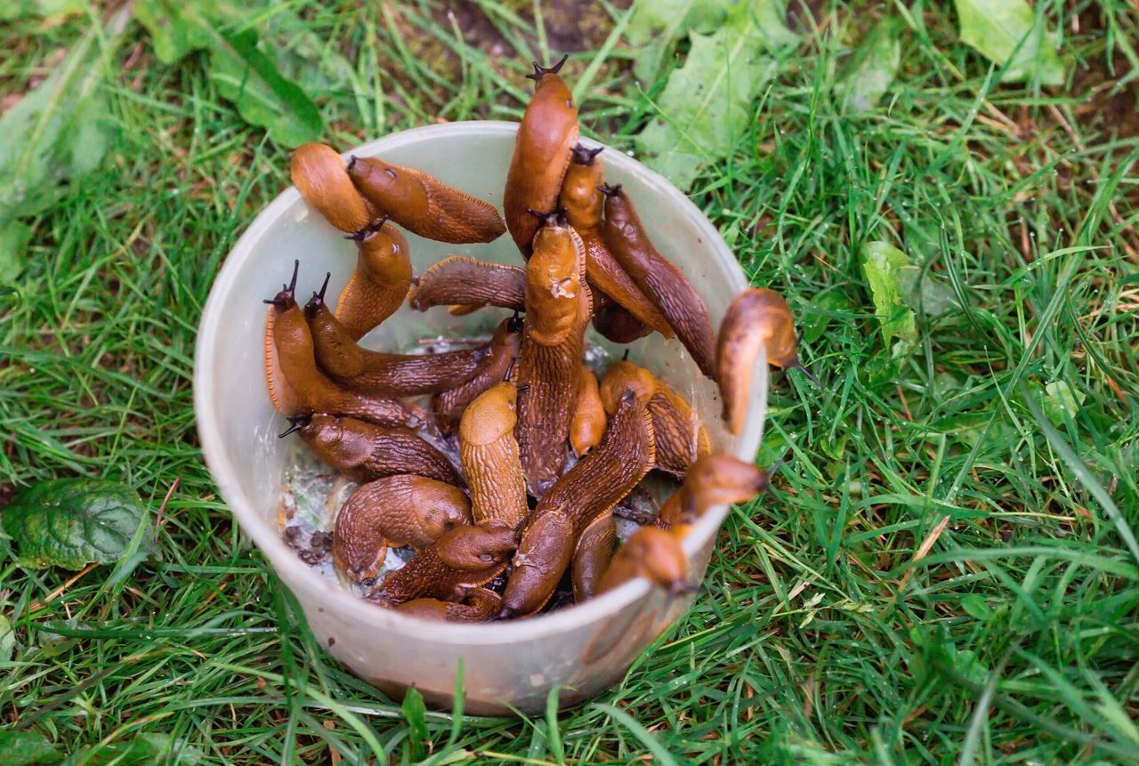 Slugs in retreat: How planting rue can save your garden