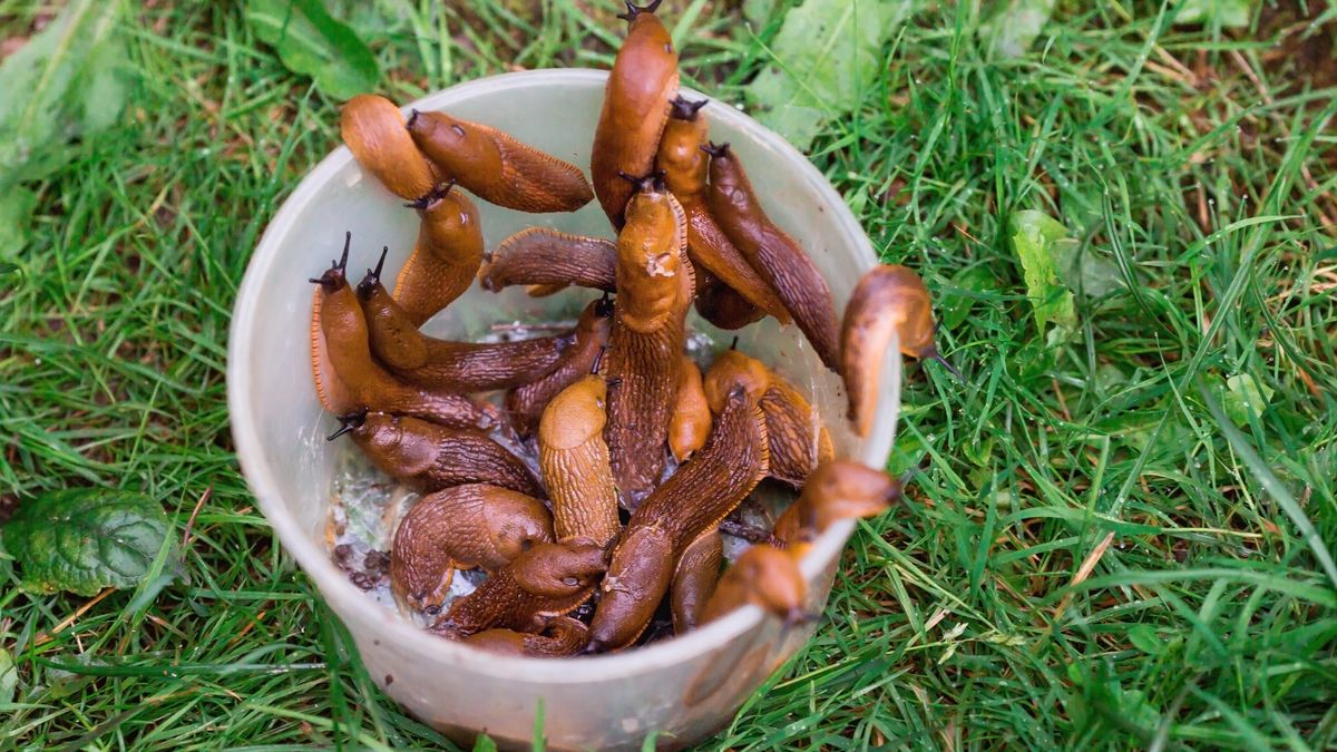 Które rośliny odstraszają ślimaki?
