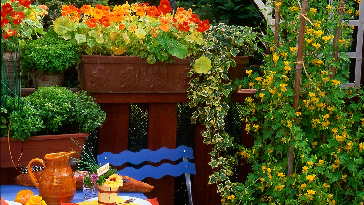 Nasturcja nie tylko pięknie wygląda, ale też może okazać się korzystna dla naszego zdrowia