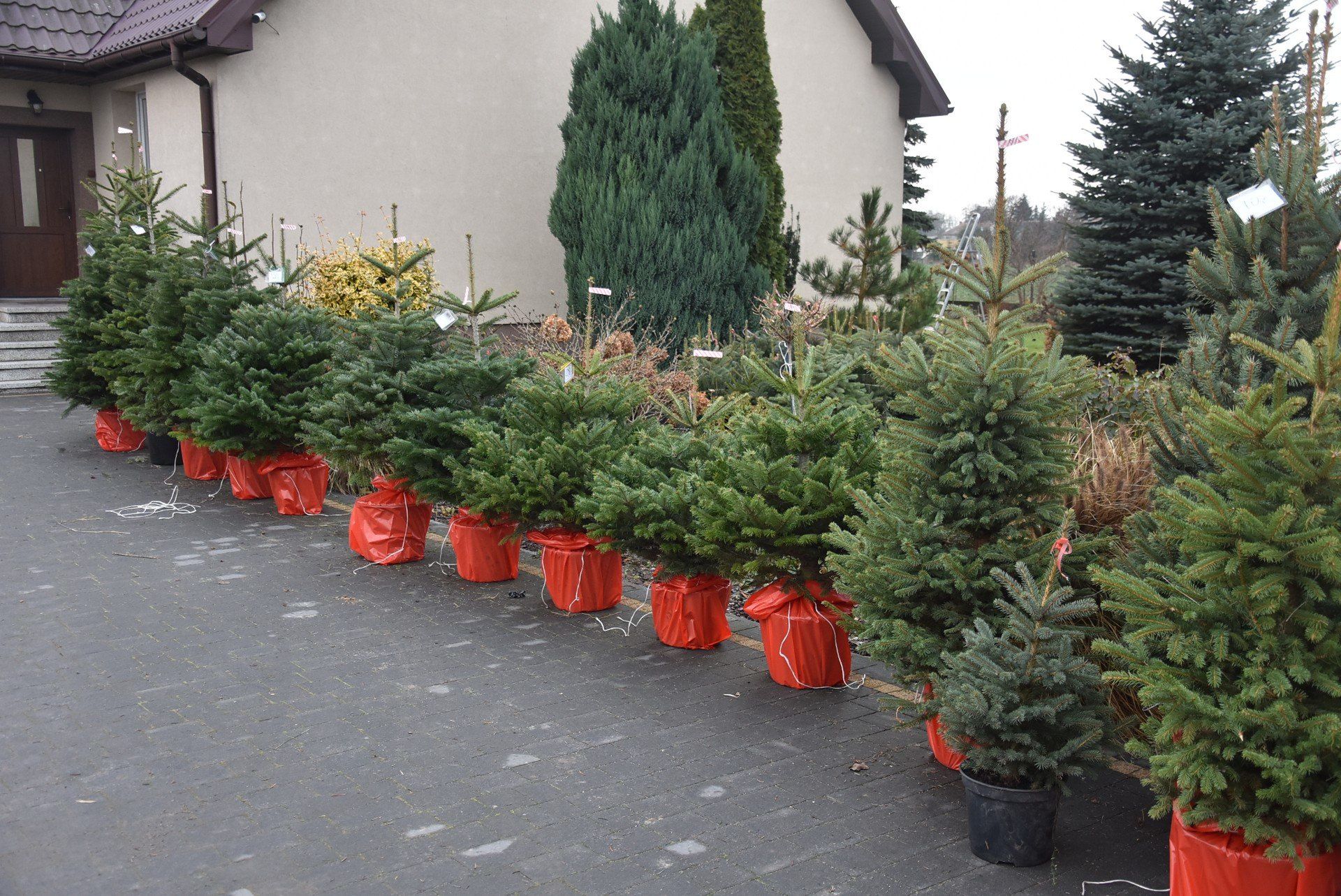 Ceny choinek mogą się znacznie wahać, w zależności od miejsca zakupu.