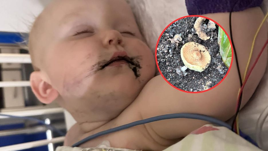 Grzyb w roślinie domowej. Dziecko trafiło na OIOM