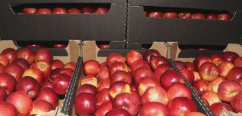 Ceny jabłek deserowych stabilne. Jak reaguje rynek