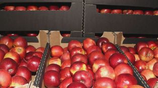 Ceny jabłek deserowych stabilne. Jak reaguje rynek