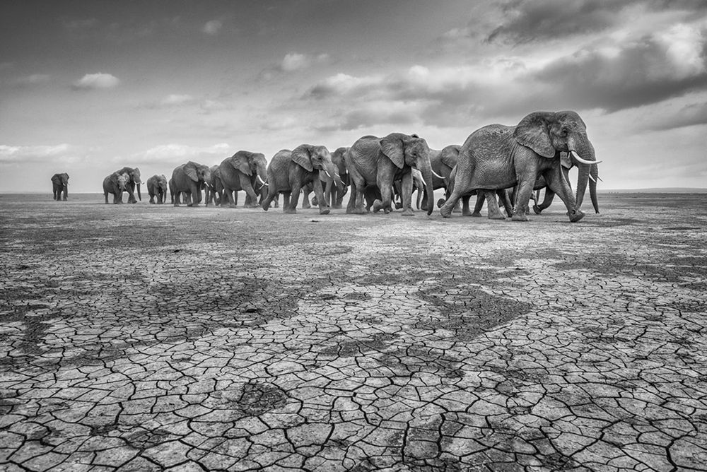 Zobaczcie najlepsze zdjęcia konkursu GDT European Wildlife Photographer of the Year 2016 8