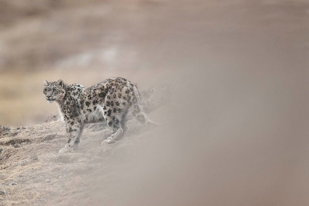 Vincent Munier wytropił i sfotografował niezwykle rzadkiego irbisa śnieżnego. Zobaczcie, jak powstały jego zdjęcia 4