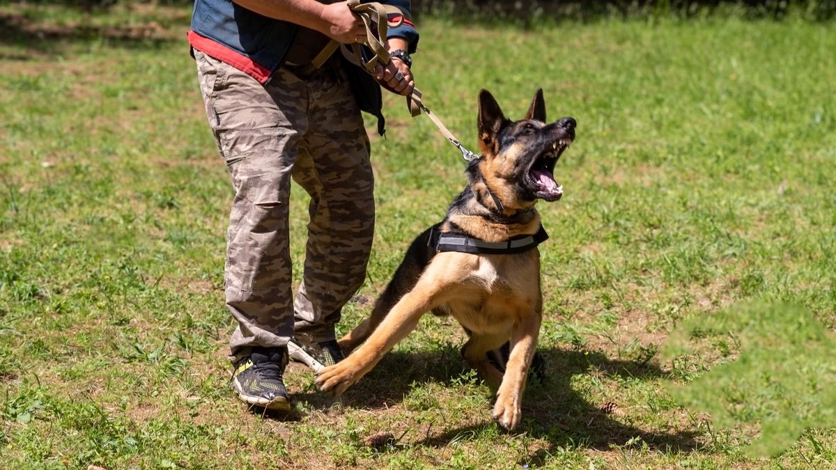 German Shepherd attacking dog handler during aggression training.German Shepherd attacking dog handler during aggression training. High quality photodog, pet, protection, attack, animal, guard, security, training, bite, shepherd, outdoor, black, breed, danger, german shepherd, leash, handler, person, domestic, german, sleeve, obedience, aggression, canino, german shepherd dog, bark, anger, mouth, police, purebred, teeth, defense, action, angry, open, animals attacking, growling, guard dog, k9, obedience training, rabies, brown, color image, defender, man, photography, dog, pet, protection, attack, animal, guard, security, training, bite, shepherd, outdoor, black, breed, danger, german shepherd, leash, handler, person, domestic, german, sleeve, obedience, aggression, canino, german shepherd dog, bark, anger, mouth, police, purebred, teeth, defense, action, angry, open, animals attacking, growling, guard dog, k9, obedience training, rabies, brown, color image, defender, man, photography