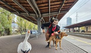 O gęsi, która jeździła koleją. W najlepszym towarzystwie!