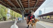 O gęsi, która jeździła koleją. W najlepszym towarzystwie!