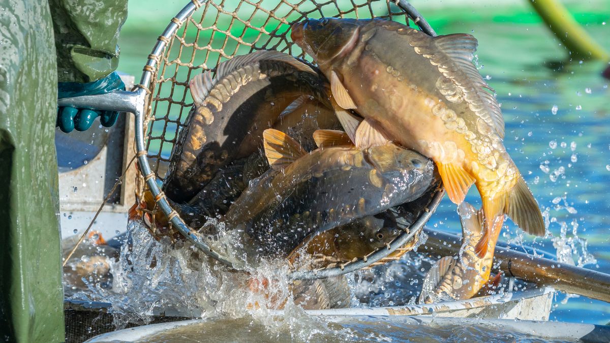 Ceny karpia rosną w tym roku