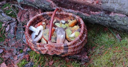 Gdzie na grzyby pod Warszawą? Zbieracze podpowiadają