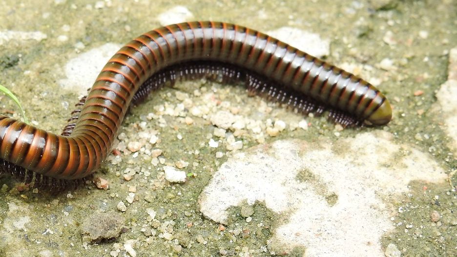 Krocionogi szukają schronienia w piwnicach
