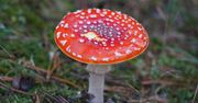 Zakaz sprzedaży suszu z muchomorów. Będzie nawet 1 mln zł kary